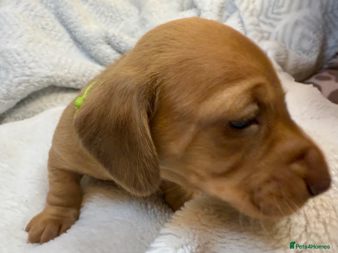 Miniature Dachshund dogs for sale: Miniature Smooth Dacshund  - Advert 9