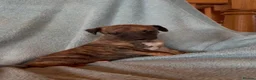 Whippet dogs for sale: Gorgeous well natured whippet puppies  - Advert 5