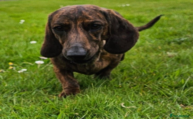 Miniature Dachshund dogs - Advert 11