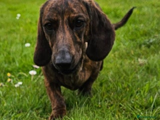 Miniature Dachshund dogs - Advert 22