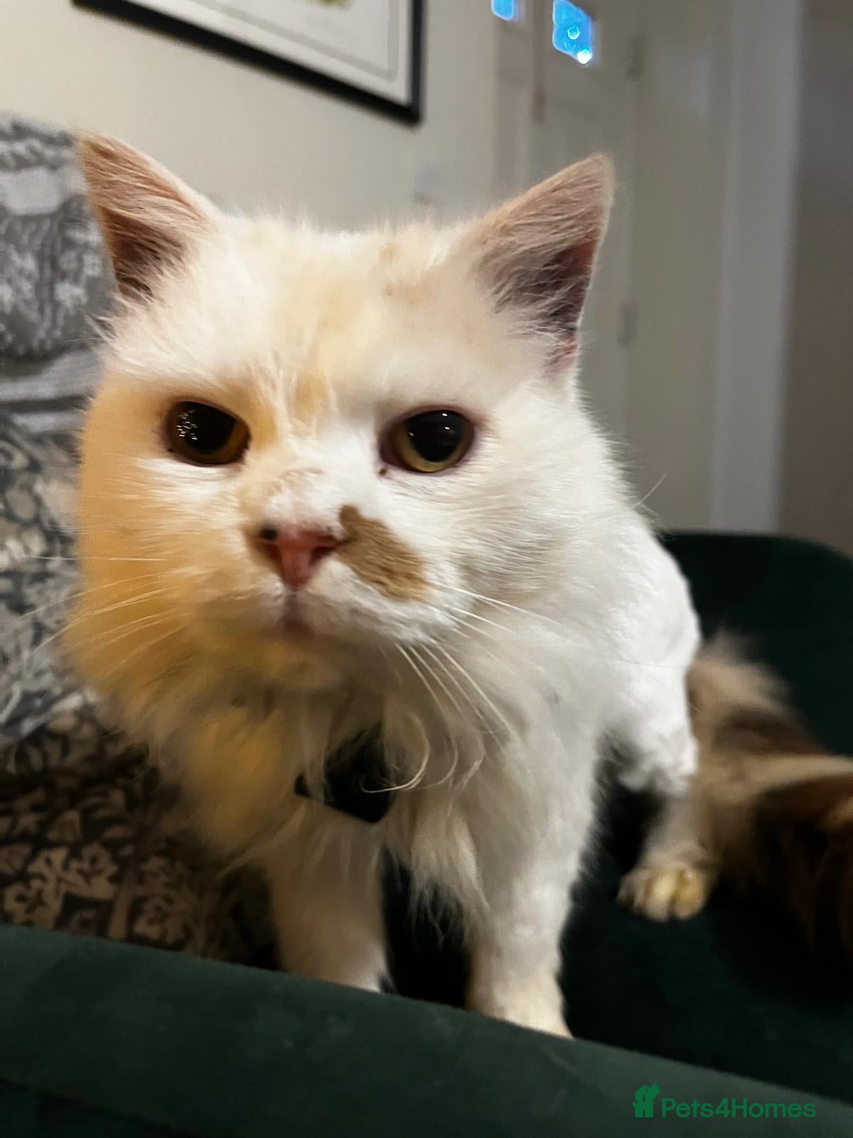 Mixed Breed cats Lola cat - Advert 3