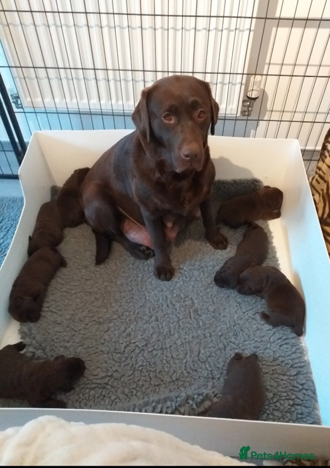 Labrador Retriever dogs for sale: KC Chocolate labrador (Ready To Go Now)🦮 - Image 11