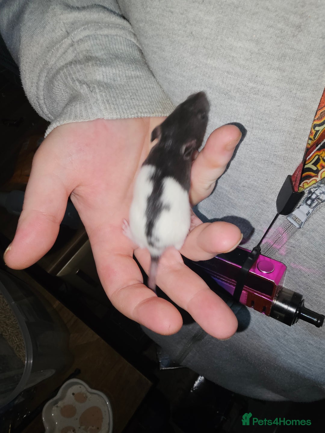 Rat rodents for sale: 7 female rat pups  - Advert 7