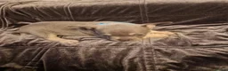 French Bulldog dogs for sale: French bulldog  in Smethwick - Advert 11