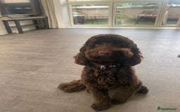 Cavapoo dogs for sale: The sweetest friendliest Cavapoo  - Image 2
