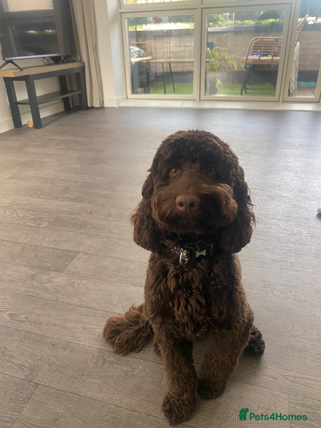 Cavapoo dogs for sale: The sweetest friendliest Cavapoo  - Image 2