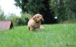 Springador dogs for sale: 8 beautiful springador puppies for sale  - Image 4