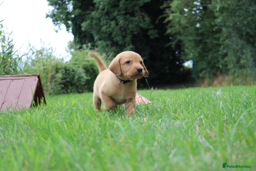 Springador dogs for sale: 8 beautiful springador puppies for sale  - Image 4