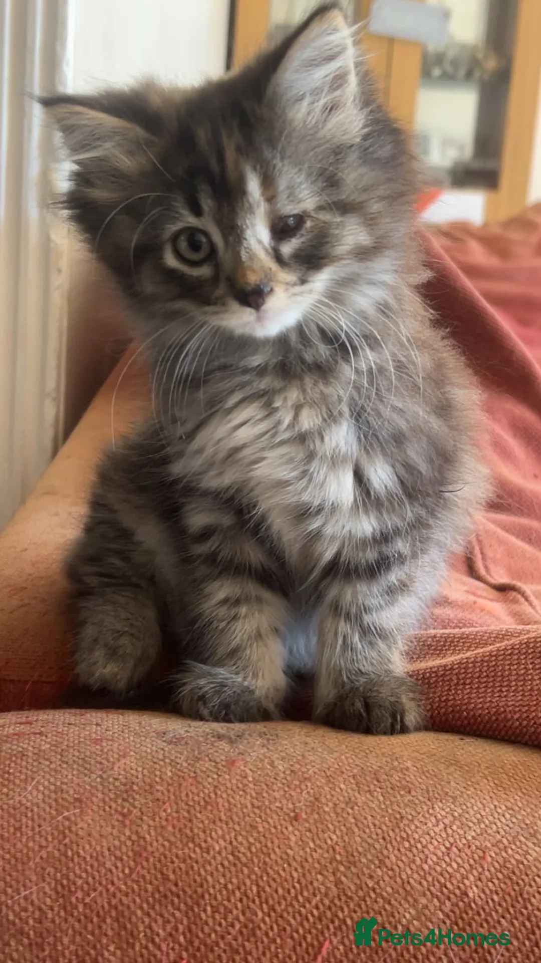 Ragdoll cats for sale: Stunning ragdoll cross kittens - Advert 3