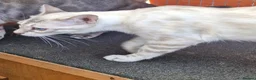 Bengal cats for sale: Blue Silver Lynx Point female bengal TICA reg - Advert 3