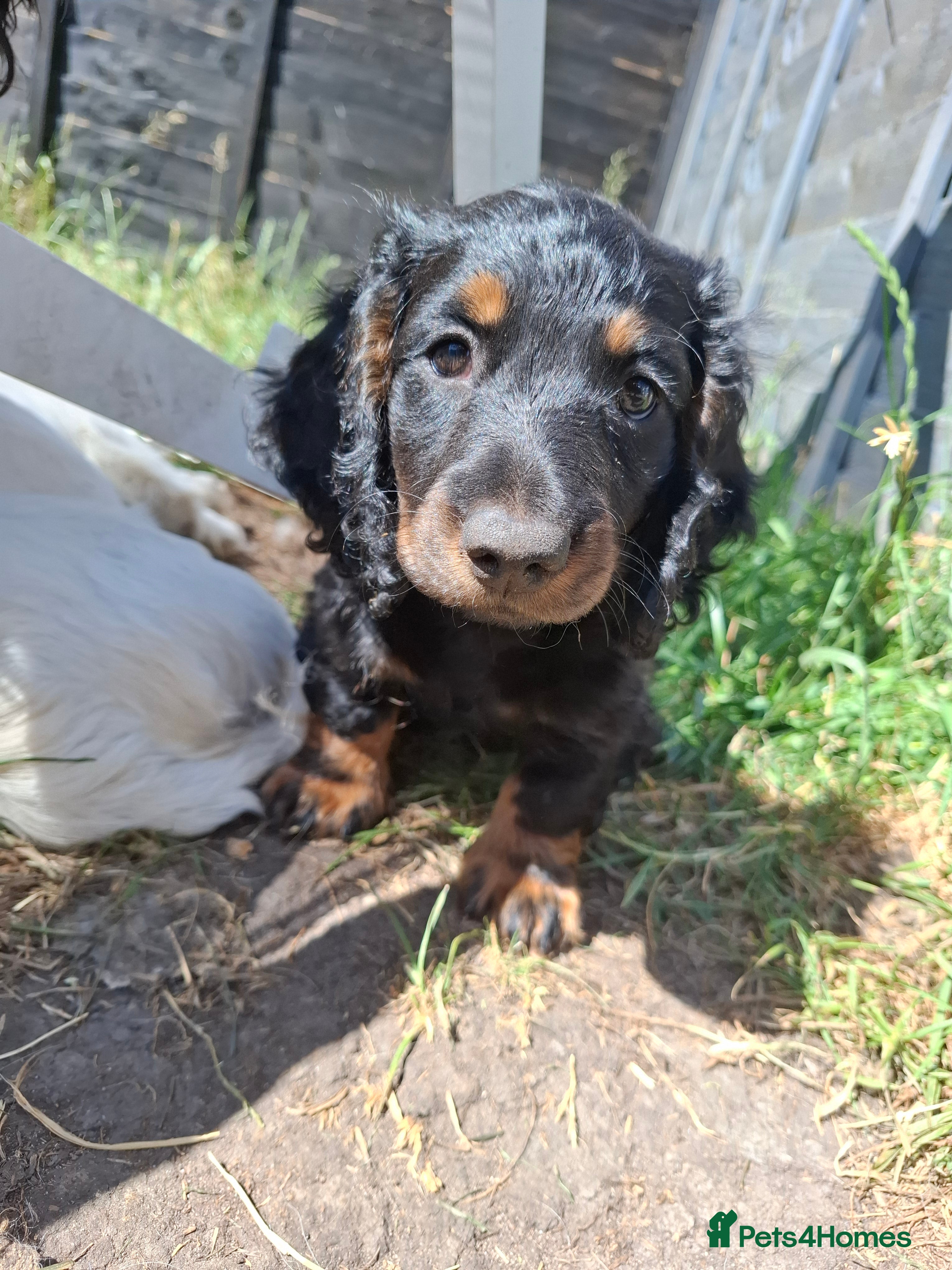Miniature Dachshund dogs Long Haired miniature dachshund puppies  - Advert 5