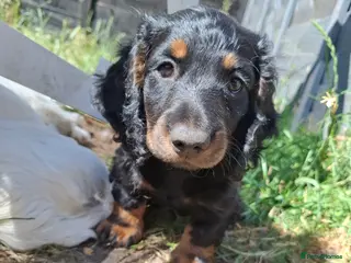 Miniature Dachshund dogs Long Haired miniature dachshund puppies - Advert 5