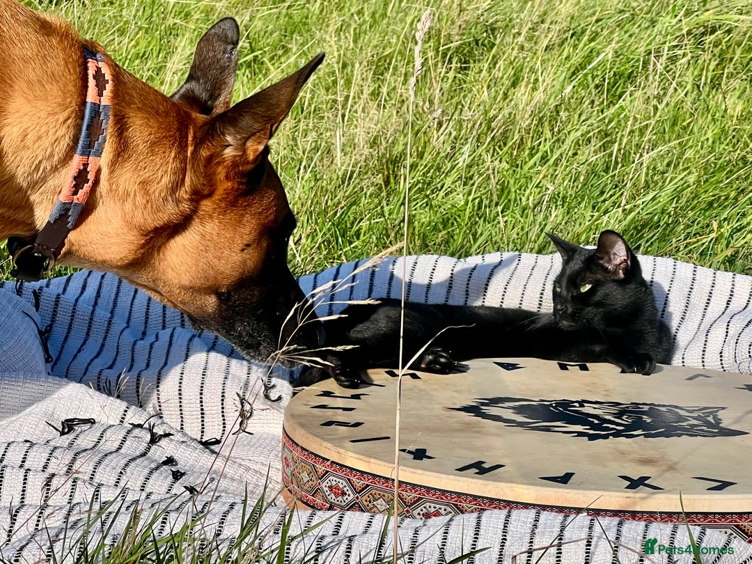 Belgian Shepherd Dog dogs for sale: Malinois Pups. Intentionally Bred as family dogs - Advert 15