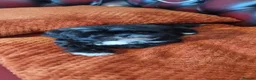 Shih Tzu dogs for sale: Miniature shihtzu pups - Advert 1