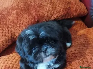 Shih Tzu dogs Miniature shihtzu pups - Advert 2