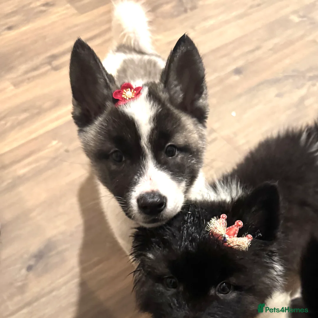 Akita dogs for sale: Quality Family Raised American Akita Puppies - Advert 10