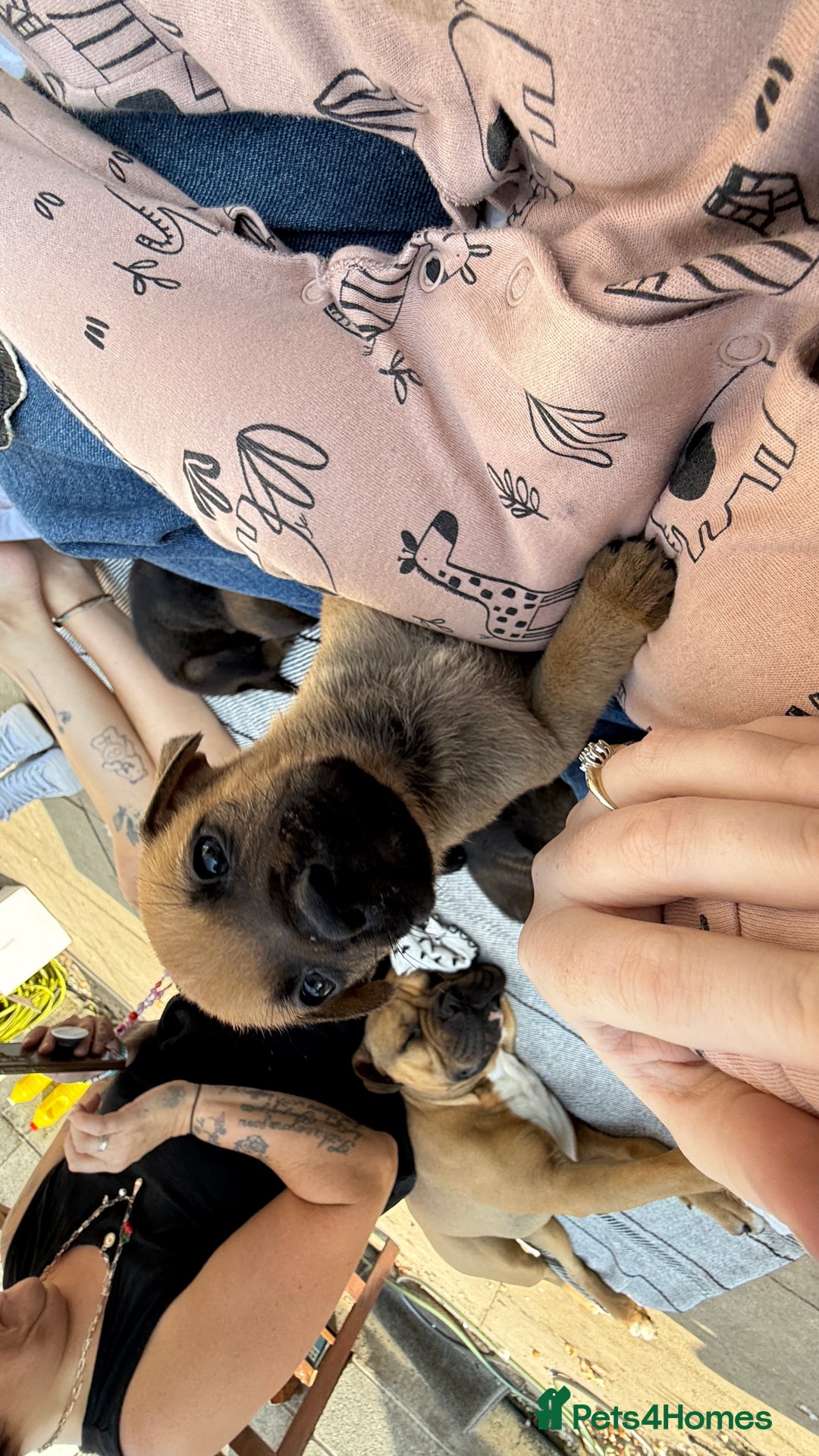 Mixed Breed dogs for sale: German Shepherd cross American bulldog puppies - Image 27