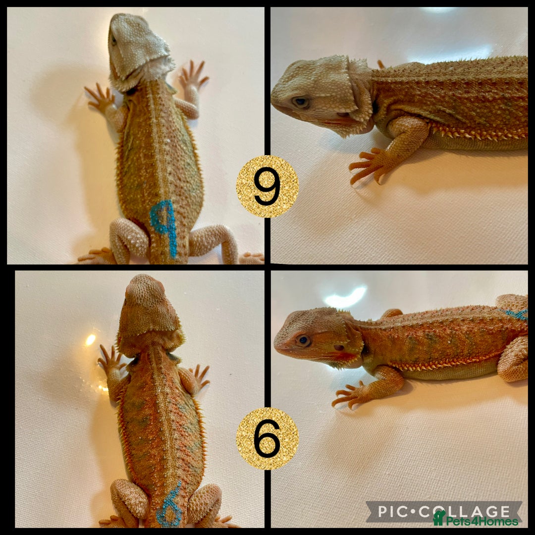 Bearded Dragon reptiles for sale: Beautiful baby bearded dragons £100 ONO - Image 3