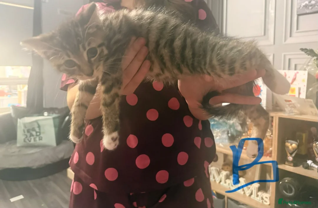 Mixed Breed cats for sale: 1/2 mainecoon  - Advert 10