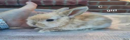 Mini Lop rabbits for sale: Mini lop babies - Advert 7