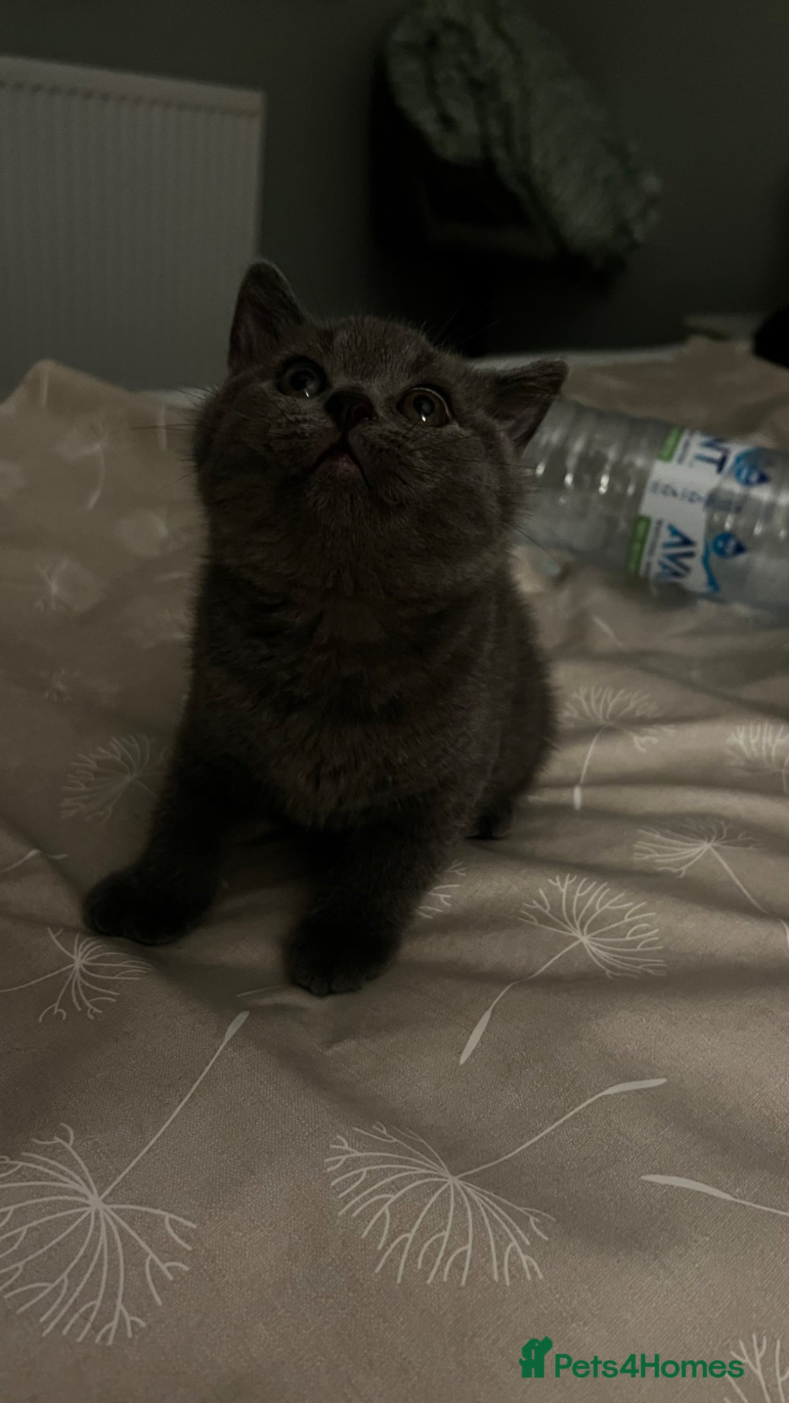 British Shorthair cats British shorthair  - Advert 14