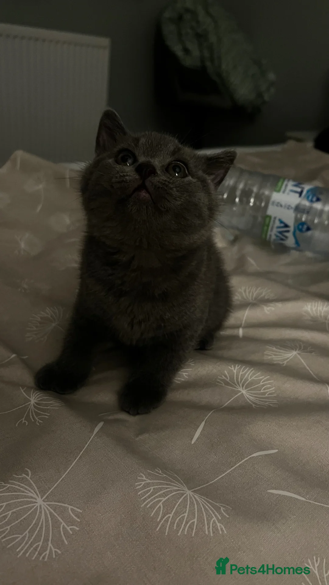 British Shorthair cats for sale: British shorthair  - Advert 1