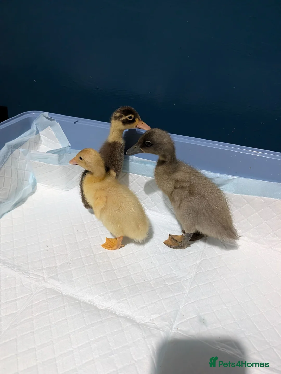 Ducks poultry for sale: Indian runner ducklings  - Advert 3
