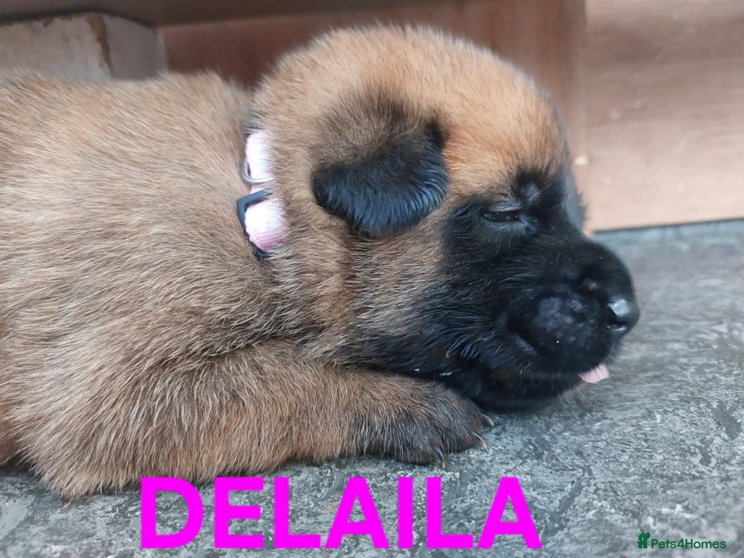 Belgian Shepherd Dog dogs for sale: PuppiesDWKC registered Working Line,Tested Parents - Image 31