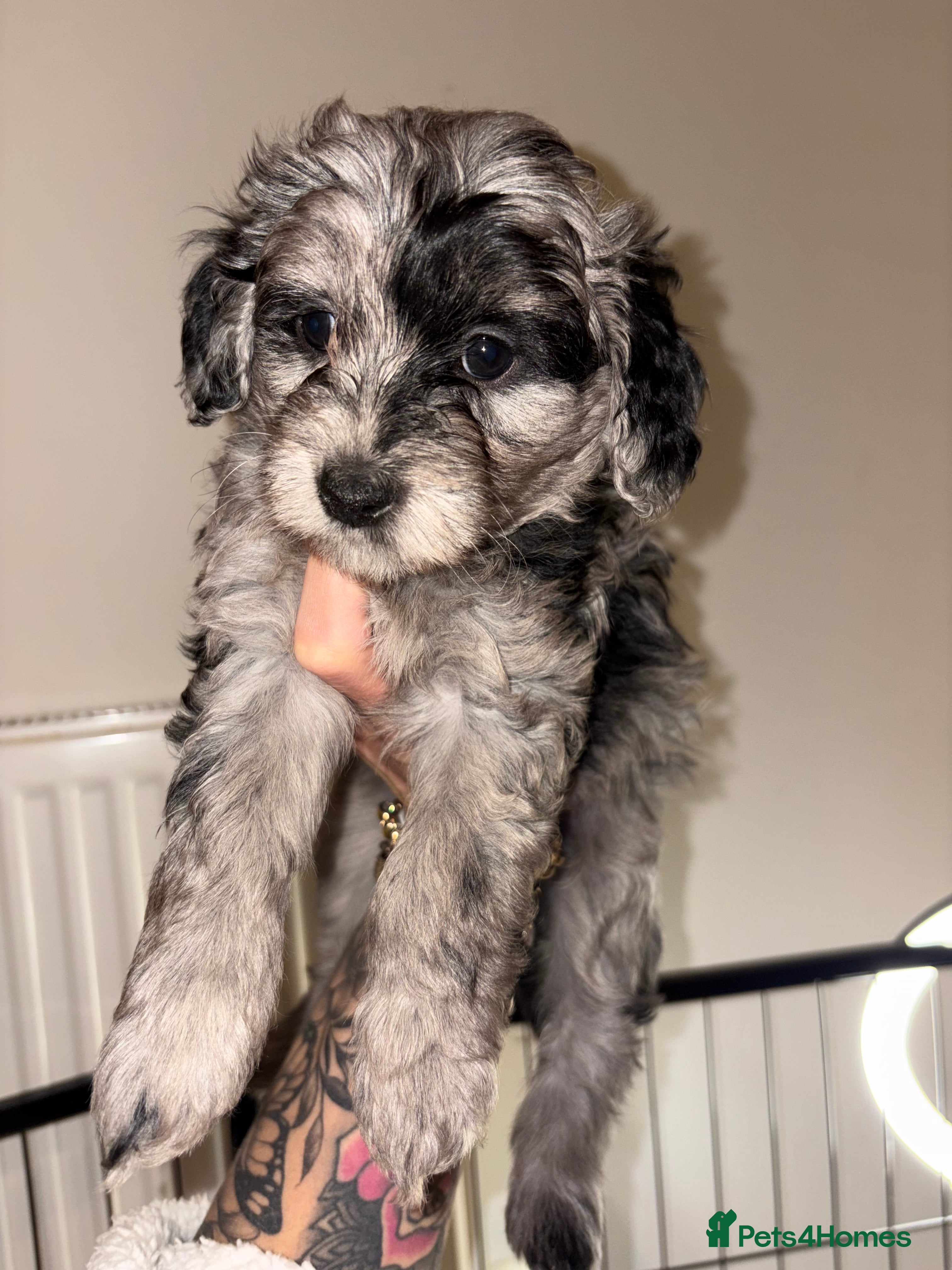 Labradoodle dogs 5* F1B Miniature Labradoodles  - Advert 15