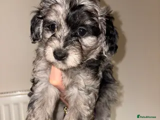 Labradoodle dogs 5* F1B Miniature Labradoodles - Advert 15