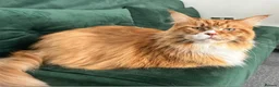 Maine Coon cats for sale: Meet Diego – Handsome 5-Year-Old Maine Coon in Cambridge - Advert 1