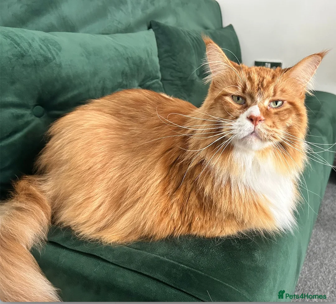 Maine Coon cats for sale: Meet Diego – Handsome 5-Year-Old Maine Coon in Cambridge - Advert 1