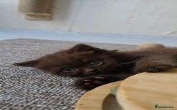 British Shorthair cats for sale: GCCF Chocolate British Shorthair kittens  - Image 13