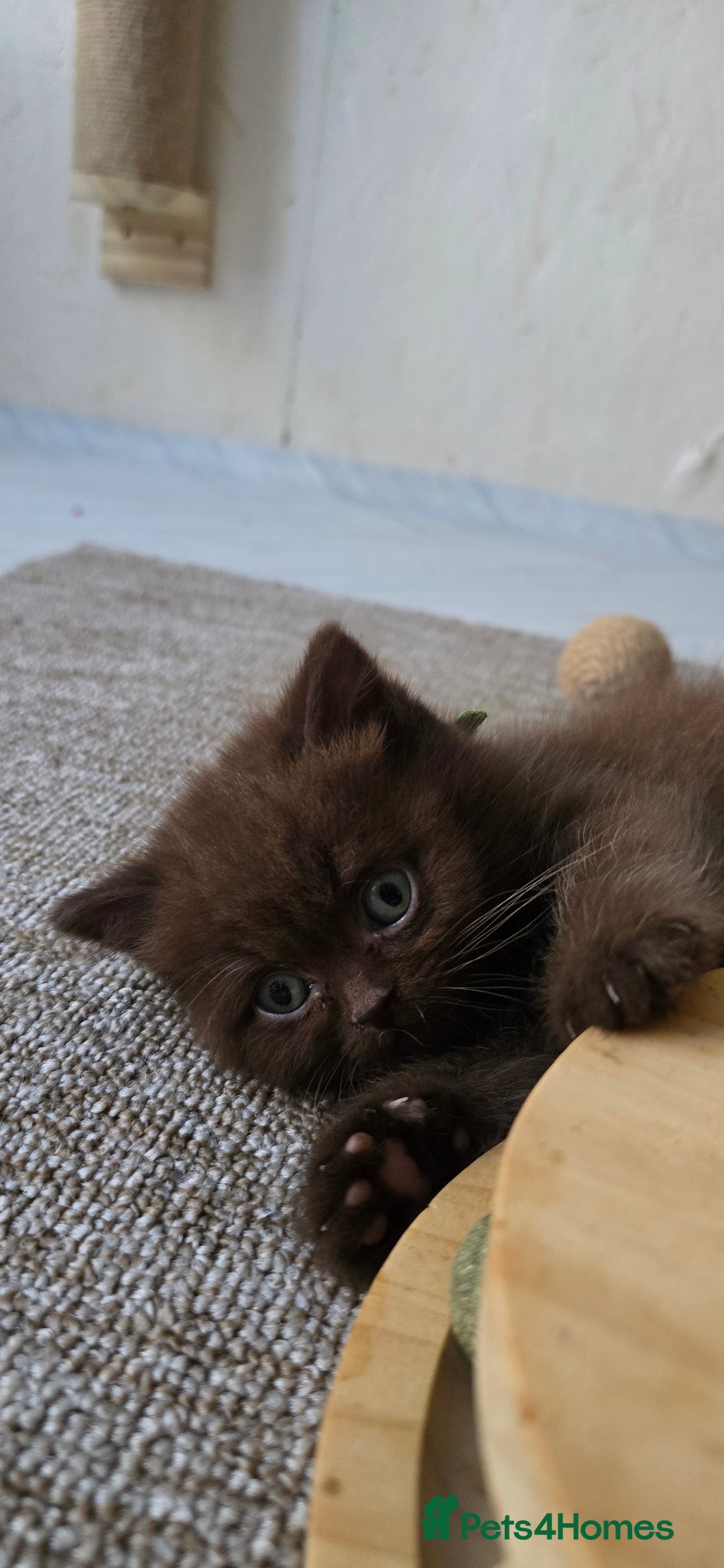 British Shorthair cats for sale: GCCF Chocolate British Shorthair kittens  - Image 13