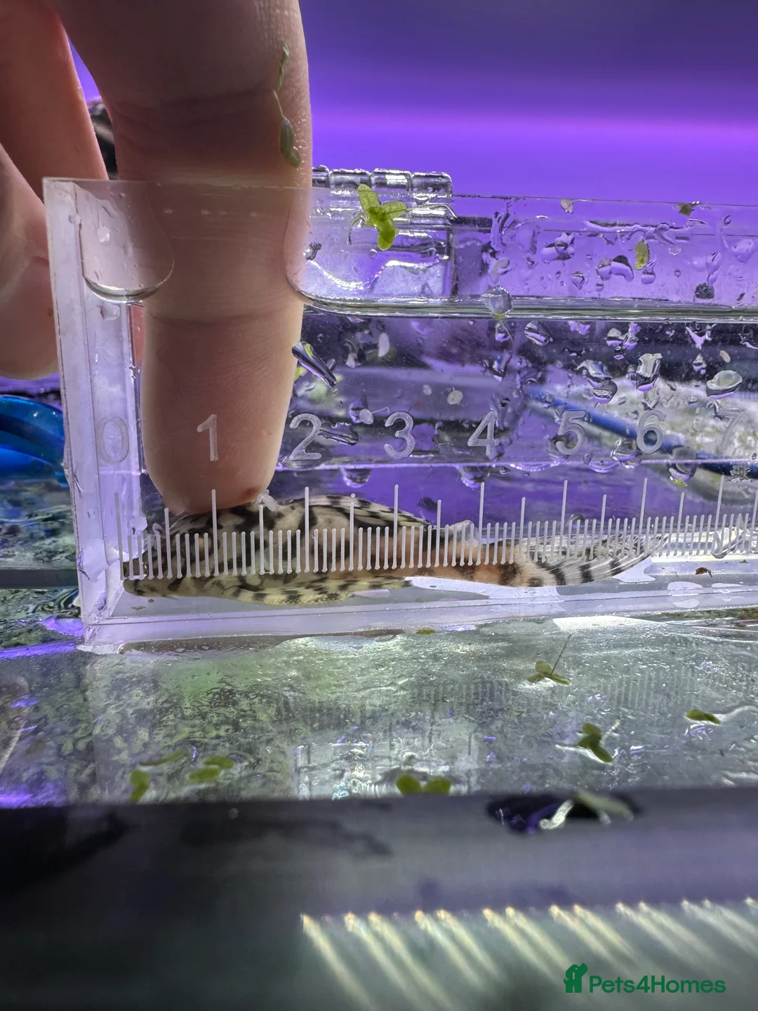 Plecos fish for sale: L236SWandRB mix 3male 5female - Advert 13