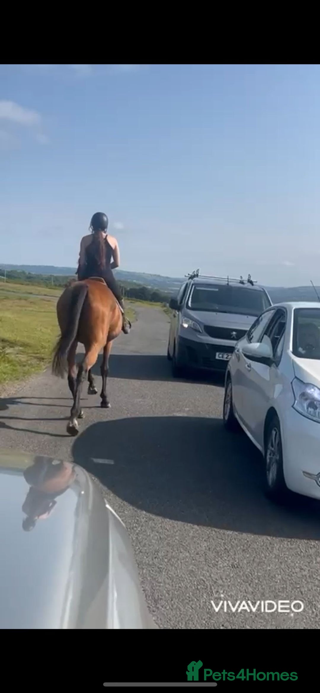 Irish Thoroughbred horses for sale: Super 9yr old  - Advert 7