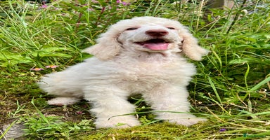 Standard Poodle dogs - Advert 7