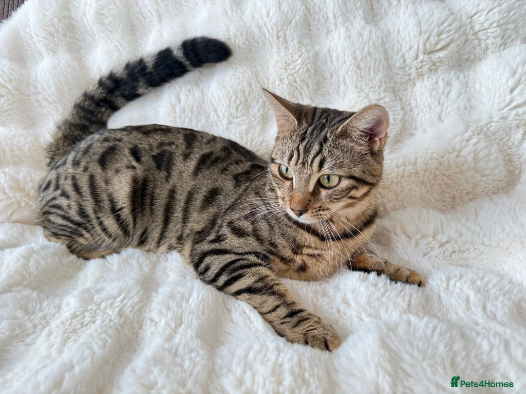 Bengal cats for sale: Beautiful Bengal Cross Female  - Advert 2