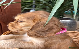 Cocker Spaniel dogs for sale: Beautiful Show Type KC registered Cocker Spaniels  - Image 13