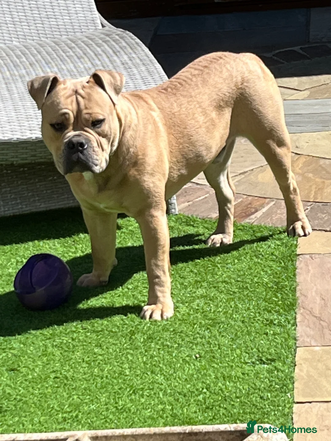 Mixed Breed dogs for sale: Buster Olde English bulldog  in Havant - Advert 2