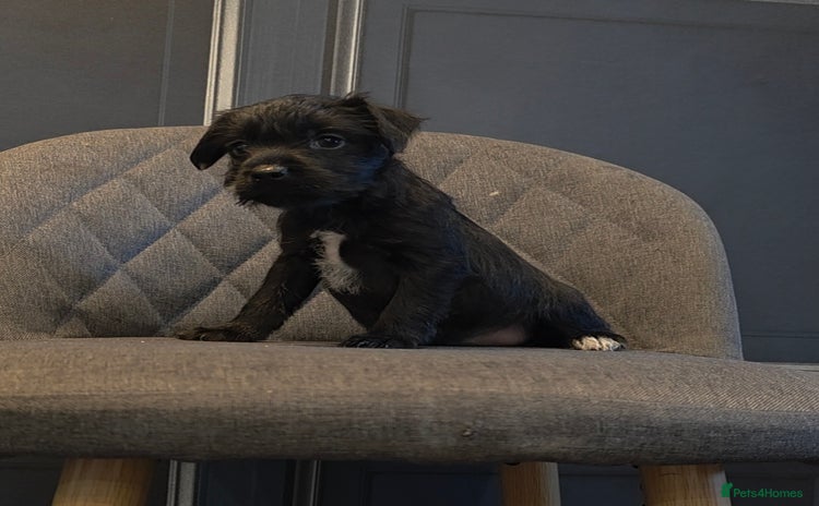 Patterdale Terrier dogs - Advert 1