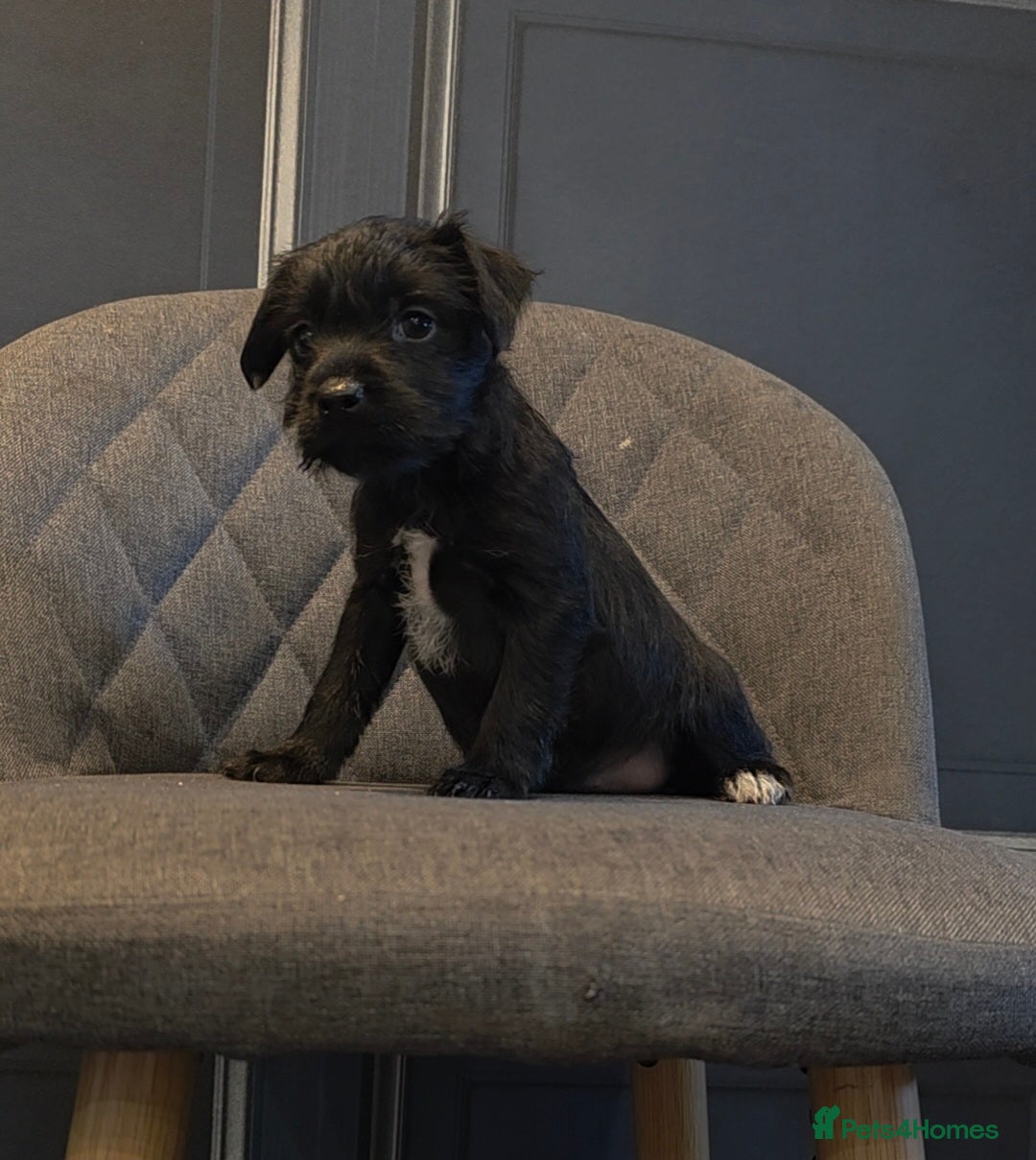 Patterdale Terrier dogs for sale: Patterdale Working Pups Ready To Go - Image 1