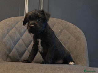 Patterdale Terrier dogs - Advert 3