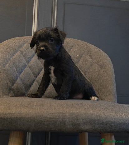 Patterdale Terrier dogs - Advert 4