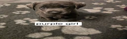 Labrador Retriever dogs for sale: Champion bloodline pedigree labrador silver charco - Advert 12