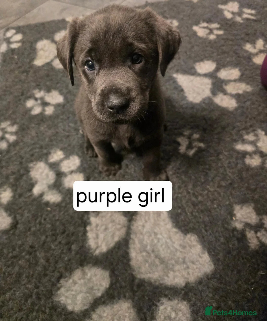 Labrador Retriever dogs for sale: Champion bloodline pedigree labrador silver charco - Advert 12