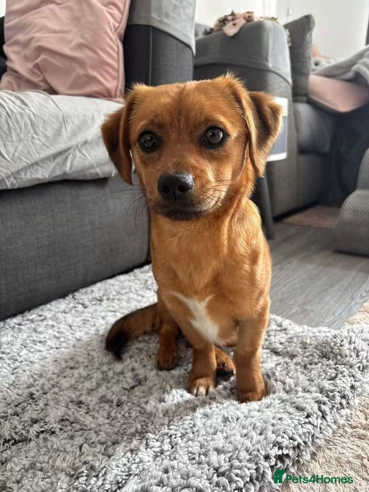 Mixed Breed dogs Meet Tinkerbelle, currently residing in Essex - Advert 18