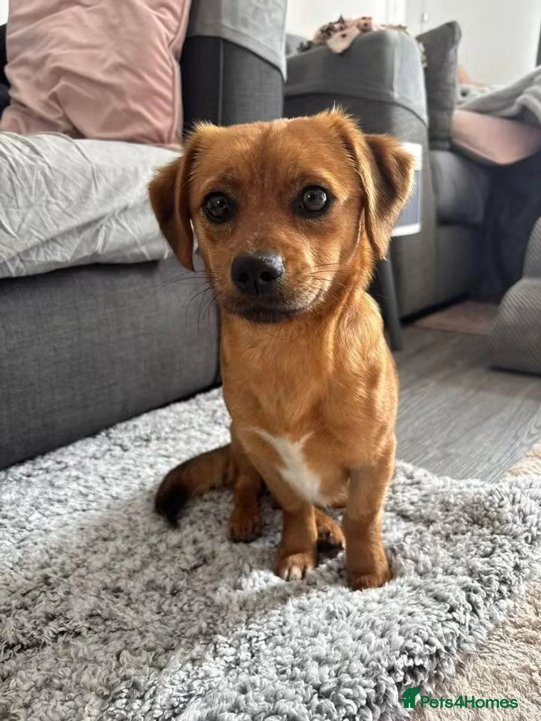 Mixed Breed dogs for adoption: Meet Tinkerbelle, currently residing in Essex in Rayleigh - Advert 1