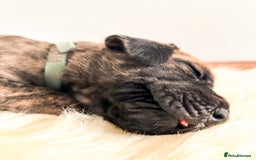 Great Dane dogs for sale: 🌟  Great Danes born 4th of August 2025 🌟 - Image 16