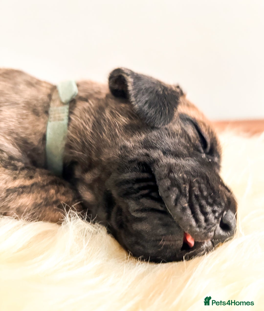Great Dane dogs for sale: 🌟  Great Danes born 4th of August 2025 🌟 - Image 16